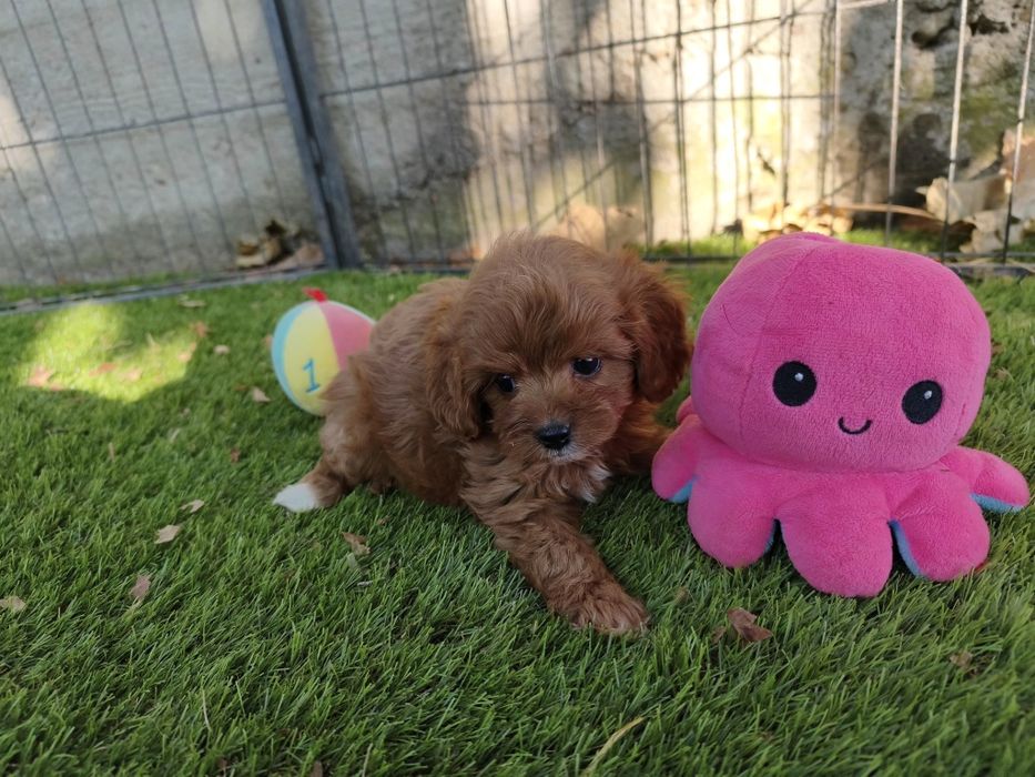 Vand baietel Cavapoo f1 rosu mini