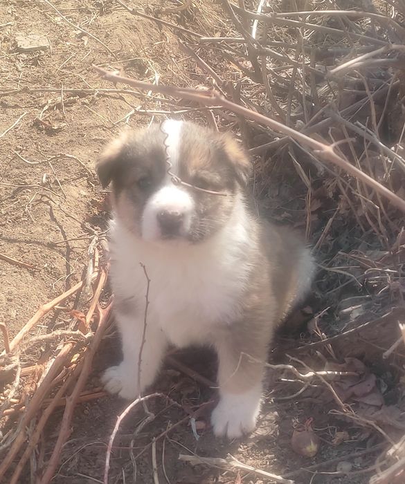 Щенки в добрые руки