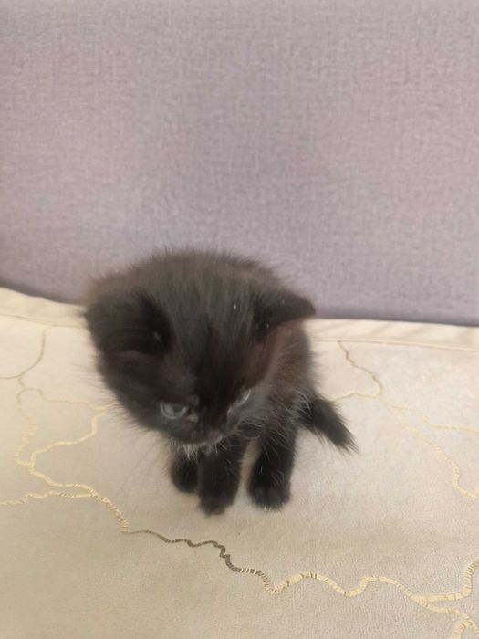 Отдам котенка маленького