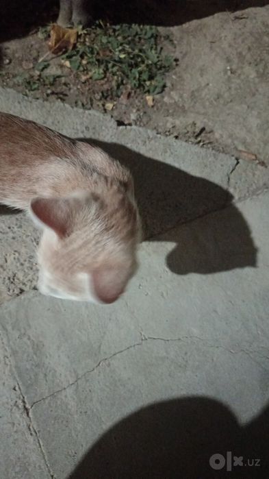 Пристраиваются котята в добрые руки