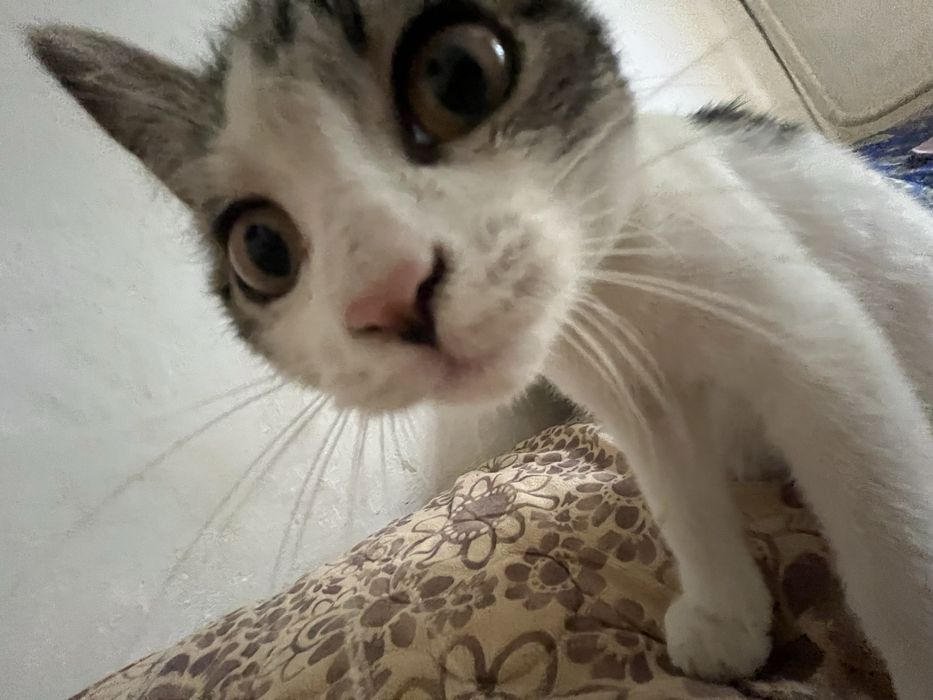 отдаю котенка девочку в хорошие руки