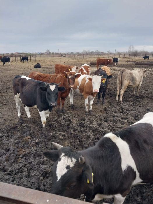 Продам КРС (50 телок)