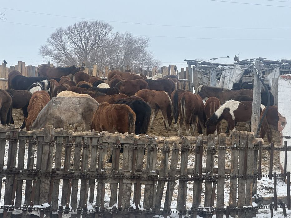 На продажу жеребята 2025
