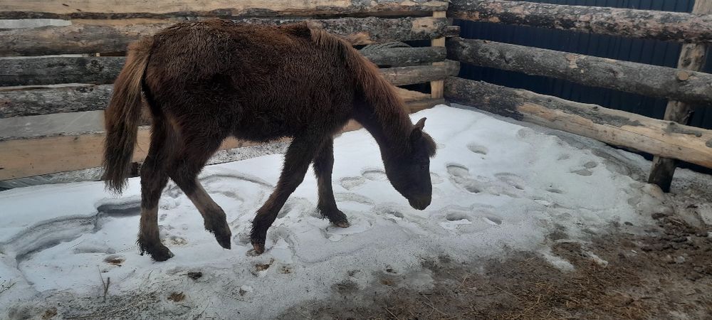 Продам жеребенка