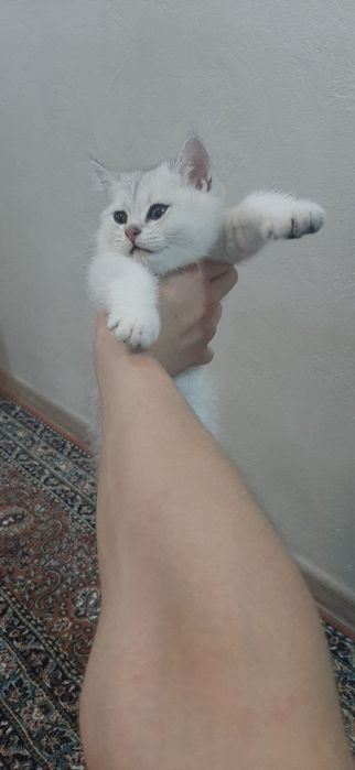 Кот скотиш страйт
