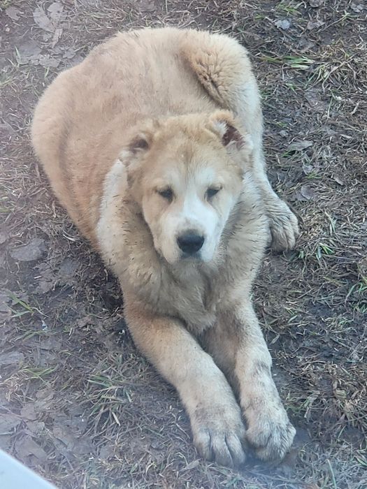 Алабай щенок продам