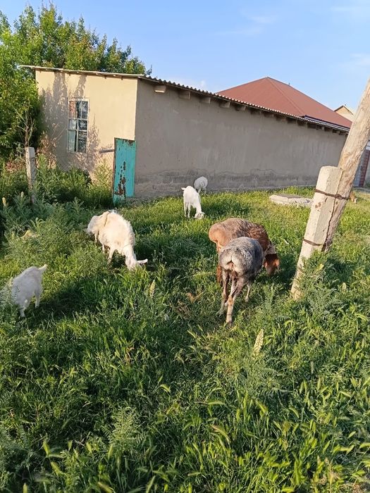 Кой ешкилер сатылады