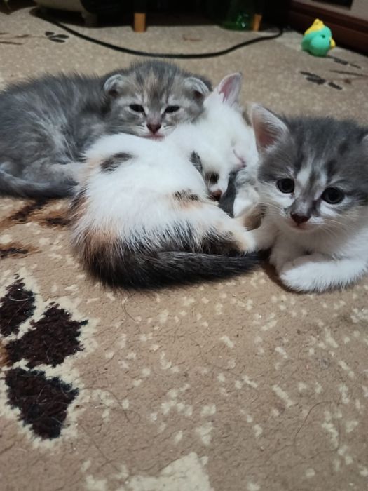 Котята в добрые руки