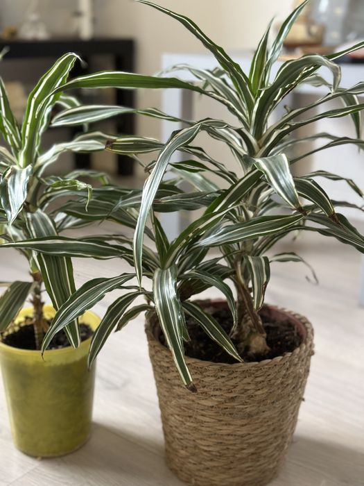 Драцена комнатная