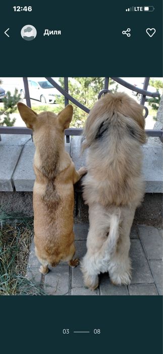 Передержка для собачек 3000 тг