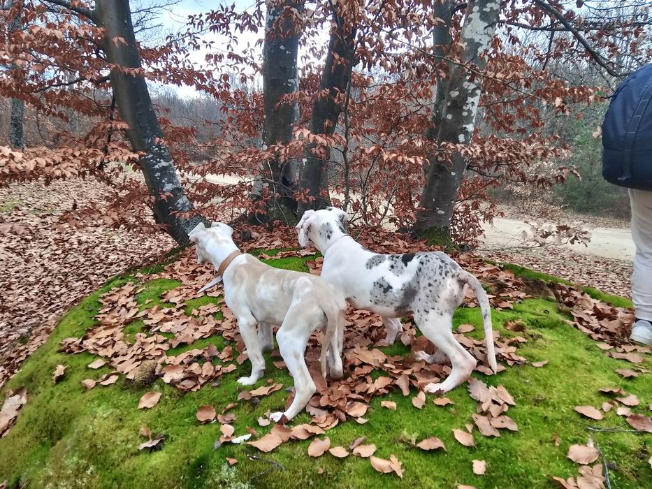 Немски дог с олимпийска кръвна линия