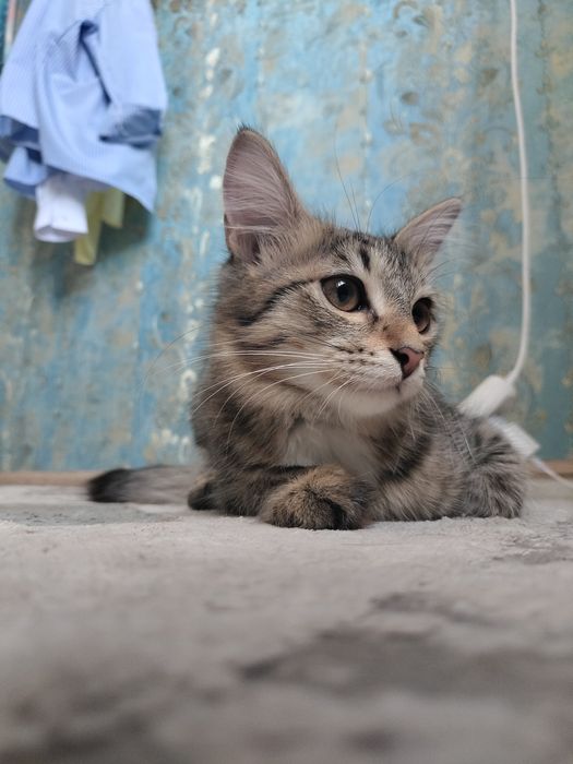 Дам в добрые руки