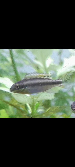 Аквариумная рыбка Пельвикахромис Пульхер