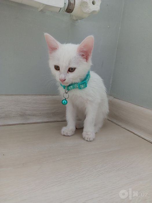 Mushuk bolasi Turk angora juda aqlli va beozor 2.5 oylik rangi oqpoq.