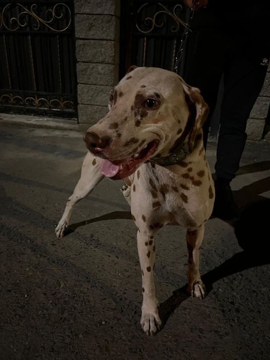 Далматин сатылады