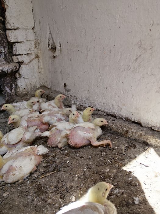 Продам домашних бройлеров