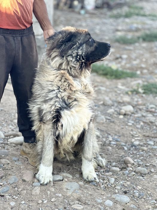 Кавказская овчарка