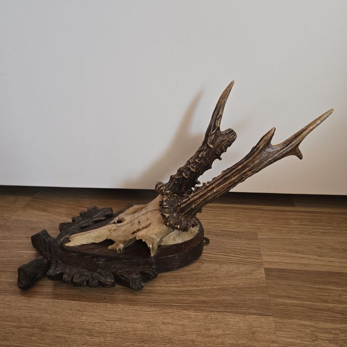 4 trofee vechi de căprior – Germania 1932, 1936, 1955 – panoplii vintage