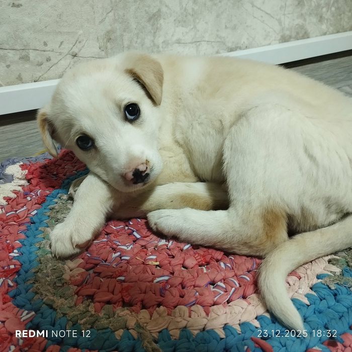 Отдам щенка в добрые руки