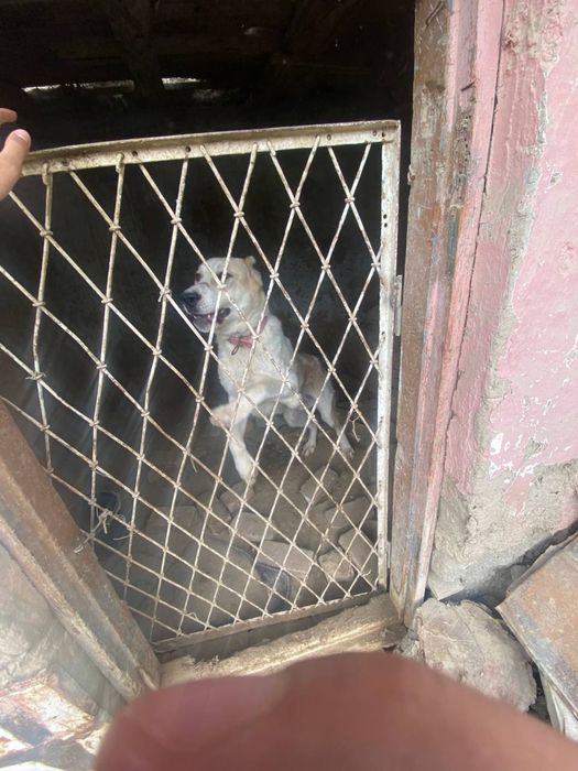 Kuchuk alabay 1.2 sola