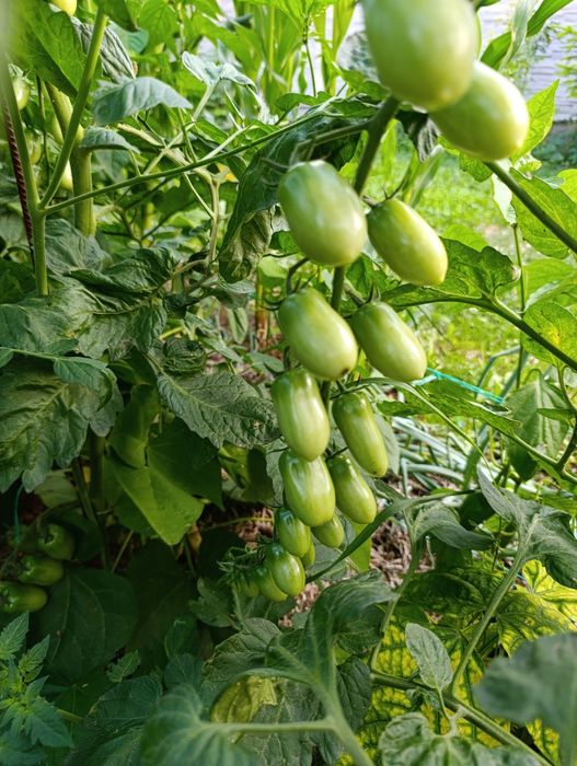 Biohumus / Vermicompost Pur - Ingrasamant Natural Humus de Râme