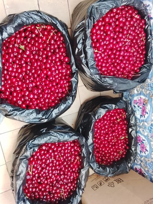 Продам Вишню 10 л 6000тг