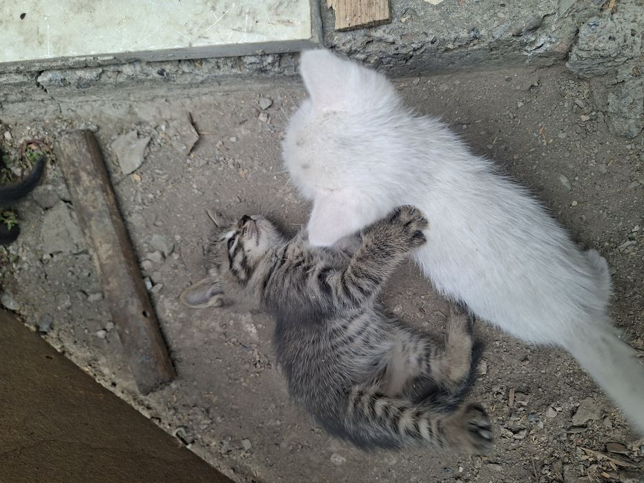 Счастье, которое точно не даст заскучать