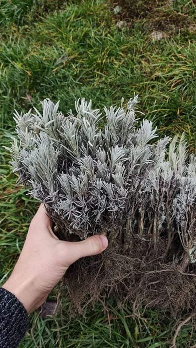 Butași de lavandă anul 1, 3 lei butașul