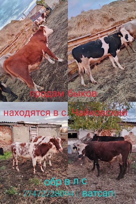 Продам быков ...