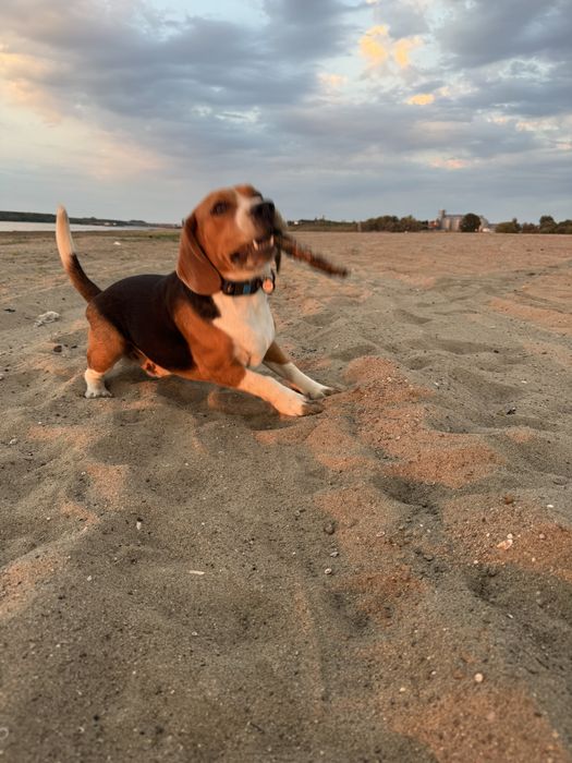 Vand mascul Beagle cu Pedigree
