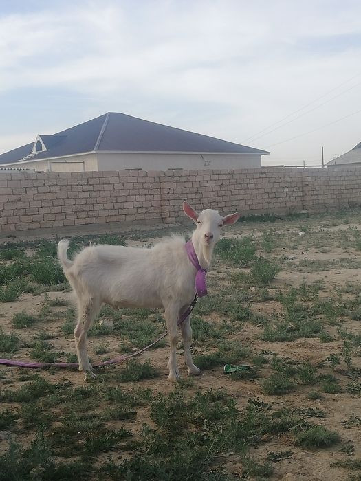 Занен теке 2 жасар 90 мың