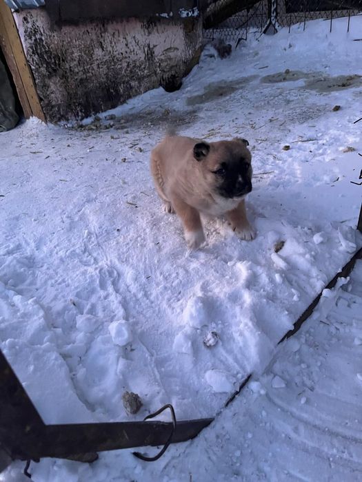 Отдам в хорошие руки.