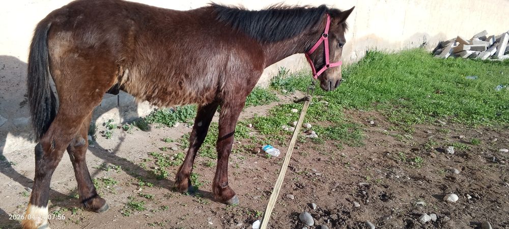 8 oylik toycha sotiladi