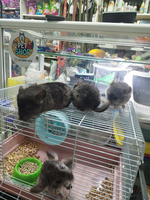 Шиншиллы в продаже