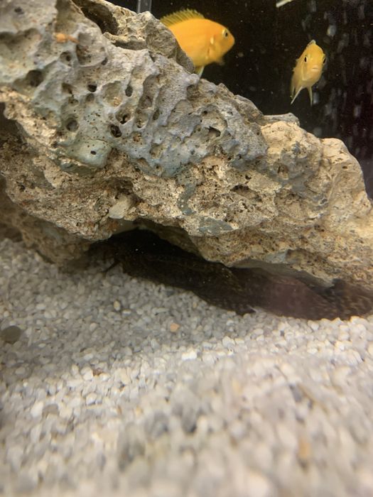 Анциструс. Самец взрослый