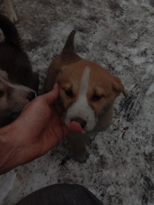 Отдам даром щенят