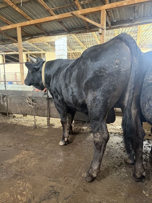 Buqa sotiladi 45mln