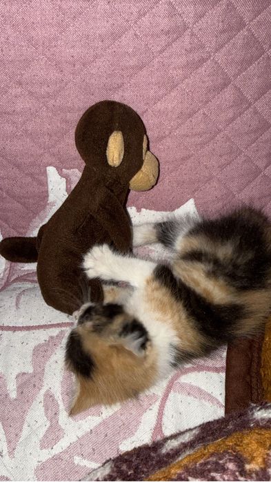 Отдам котенка в хорошие руки