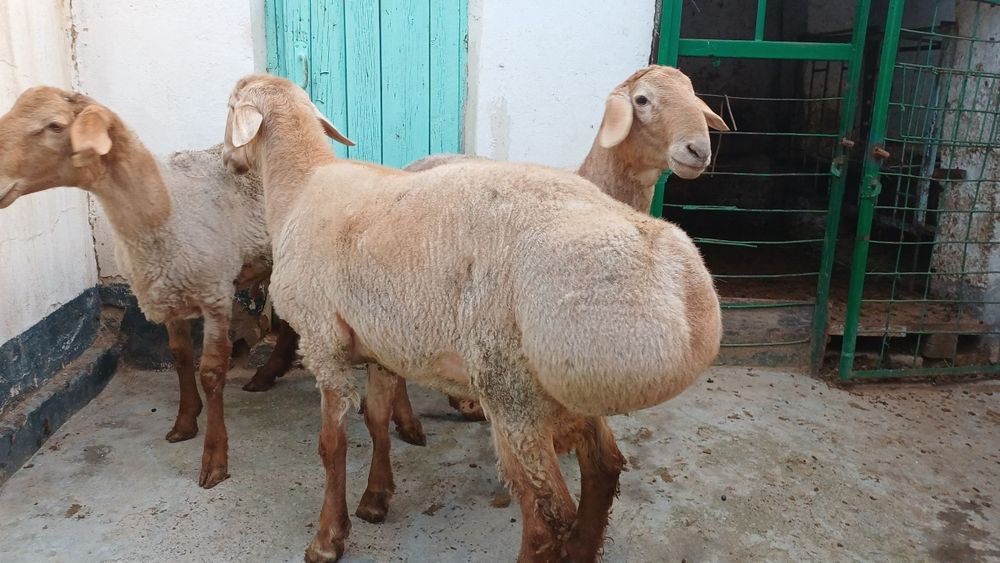 Qochqorlar sotiladii