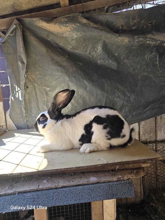 Iepuri din rasa fluture german