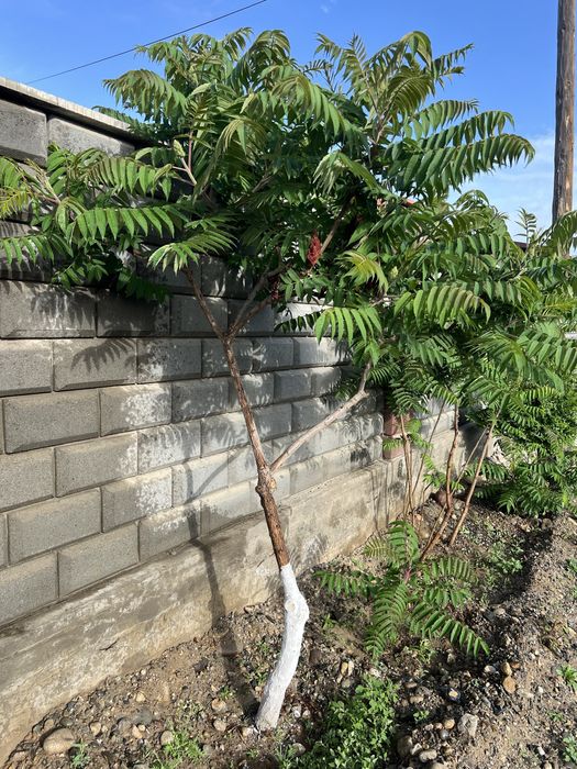 Продам саженцы дерева Сумах