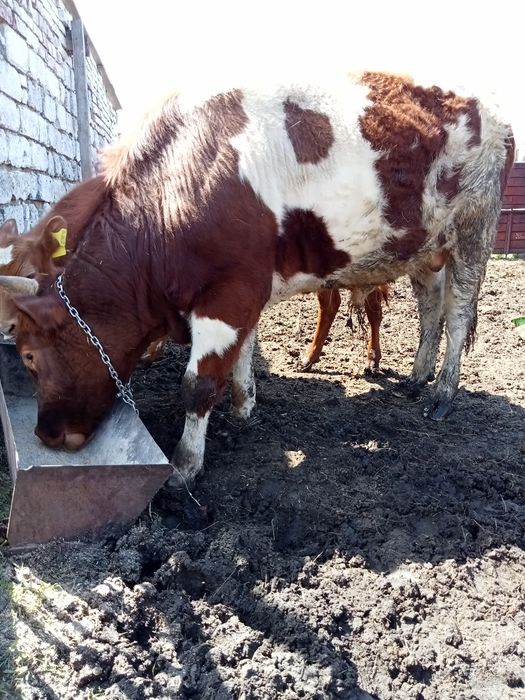 Продам быка год и четыре месяца