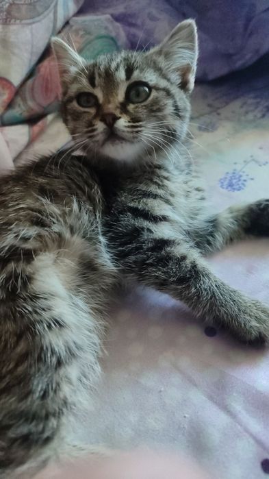 отдам котенка доброму человеку