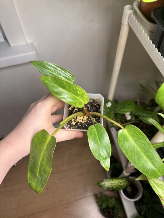 Филодендроны разные