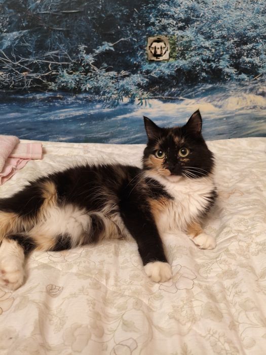 Отдам кошку в добрые руки