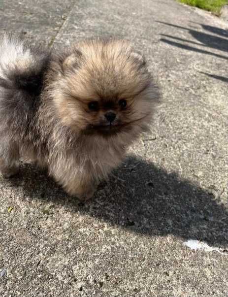 Померан мини и стандартен