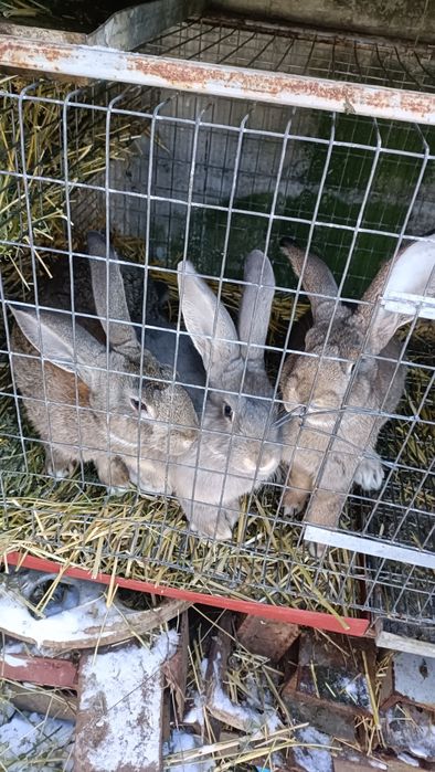 Iepuri metis uriaș german 4 luni