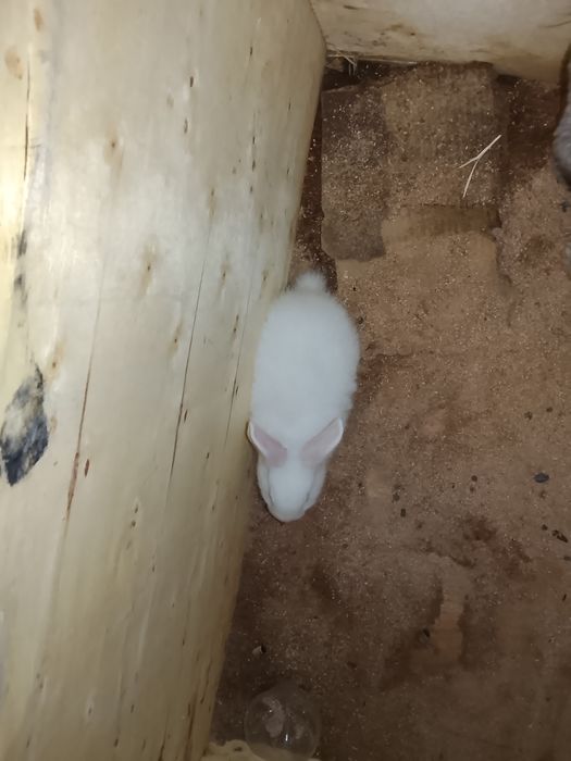 Quyonlar sotiladi 2ta dona qoldi