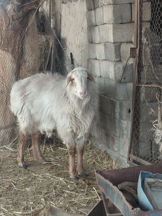 Продам баран……..
