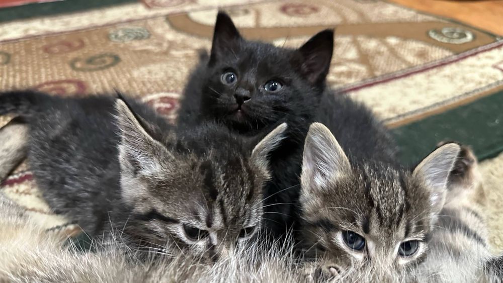 Котята, домашние, для пристройства, 1,5 месяца